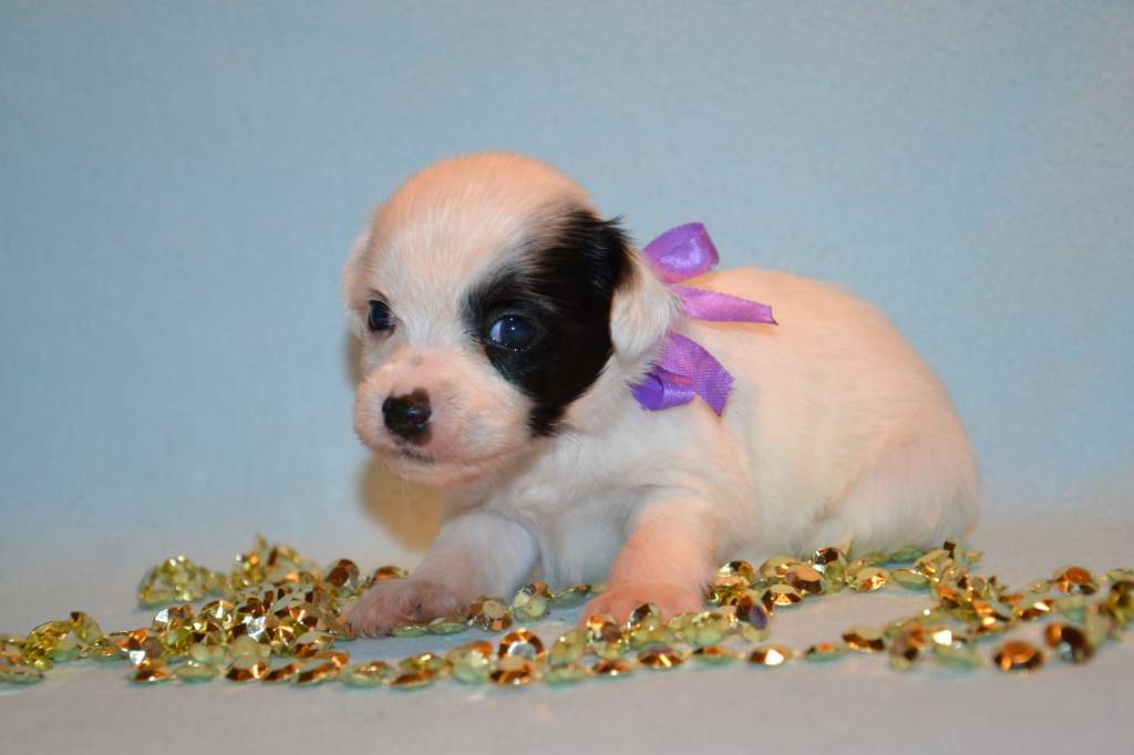 Feeriya Magic Casper