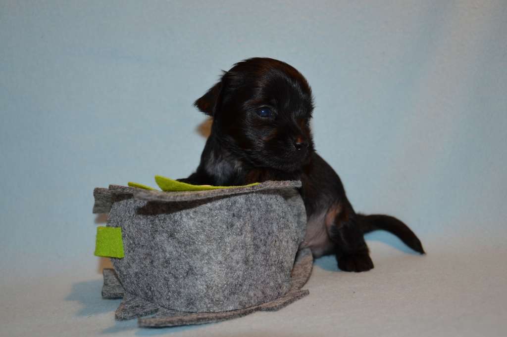 Feeriya Magic Crystal