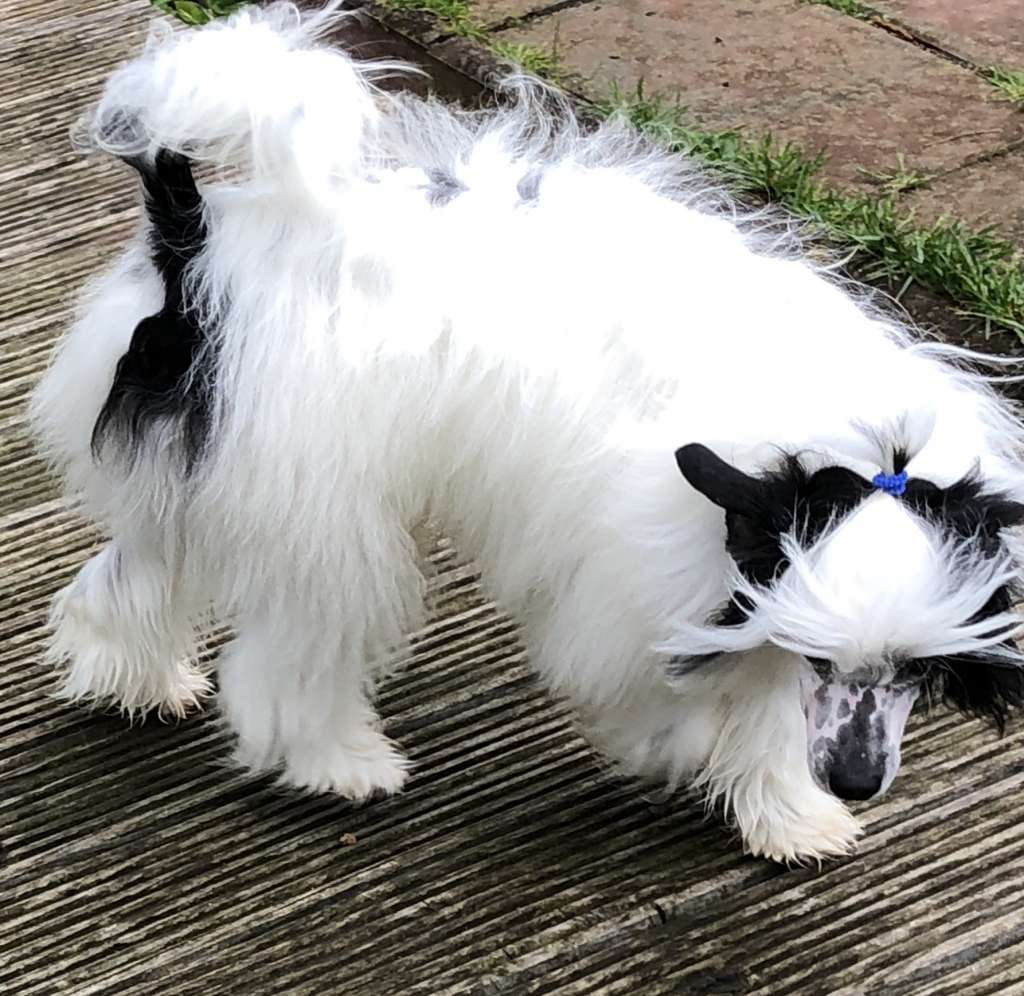 Habanero's Crest Heaven's Door