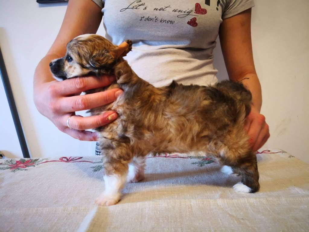 Be My Star Leo Cordis