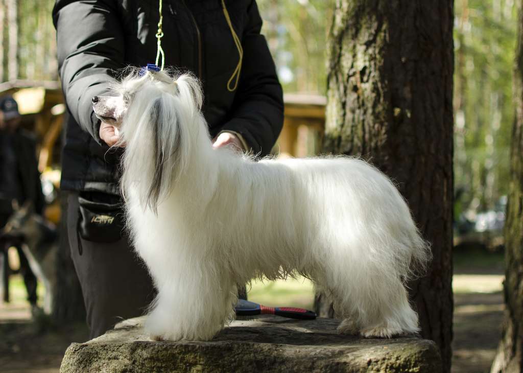 Kristian Dior Iz Serebryanogo Raya