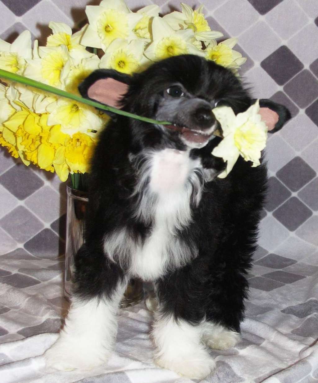 Charuyuschiy Soblazn  Zodiac night spark