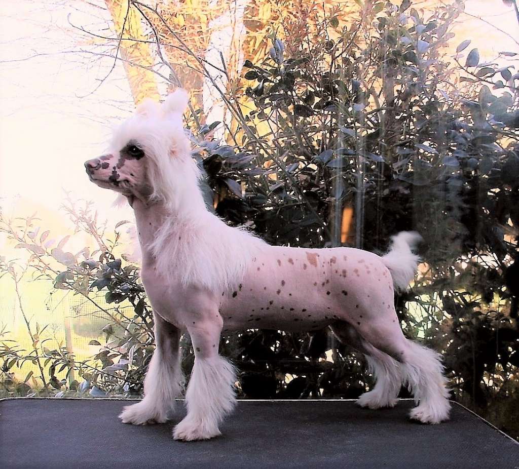 Be My Dog's Vlad Dracul