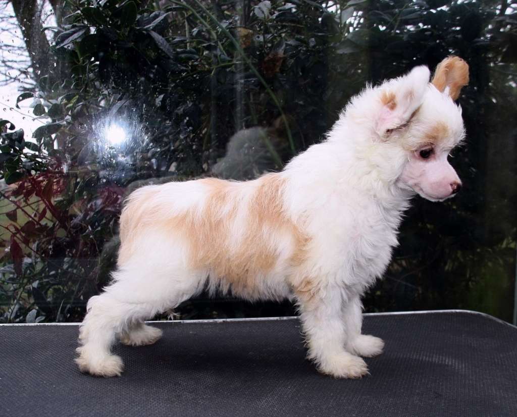 Be My Dog's Vanilla Velvet