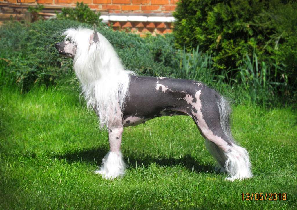 Ergeny Style Zvezda Udachi