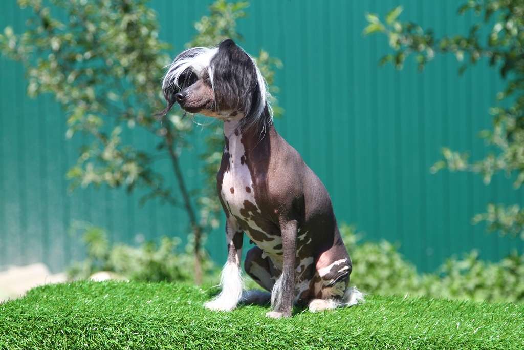 Zhizn V Dvizhenii Puassi Ergeny Style