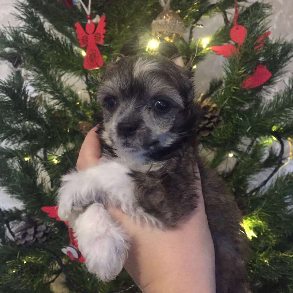 Polly Dneprovskoye Solntse