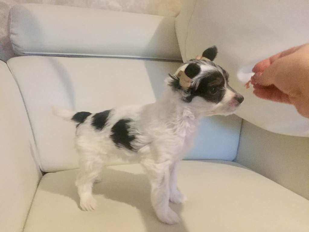 Pako Dneprovskoye Solntse