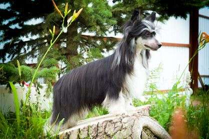 Baikal Dream  Images for King