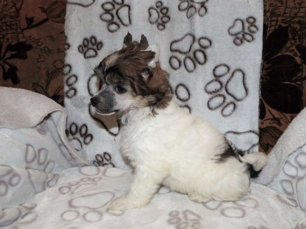 Medeia z Pulnocního dvora