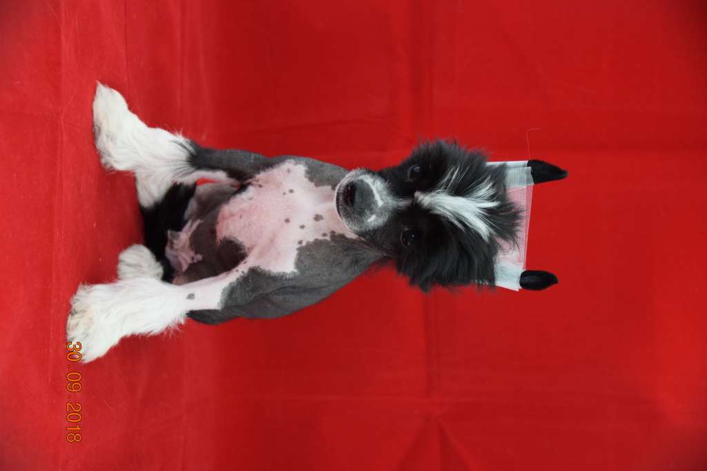 Operation Carton Acid Drop Of Pastime Paradise