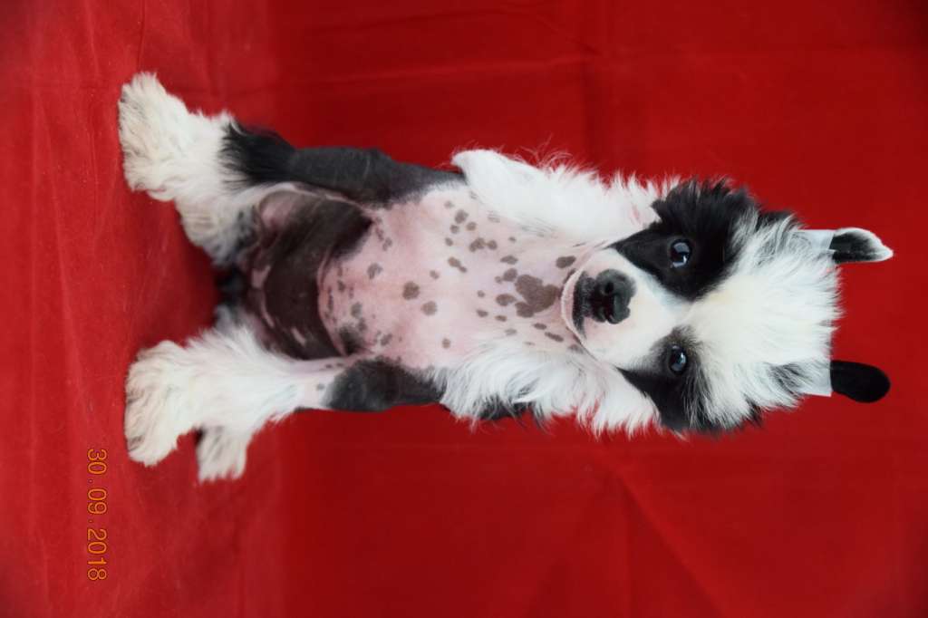 Operation Daffodil Of Pastime Paradise