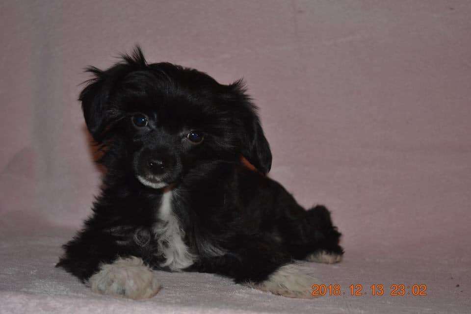 Nightstorms Ezmeralda