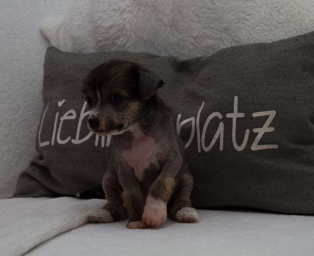 D-Dur by Heritage of Han