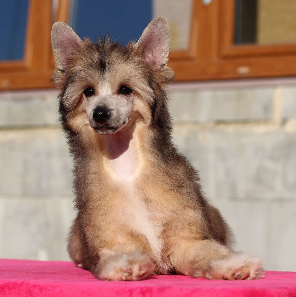 Maurice Lacroix Queen Malverne