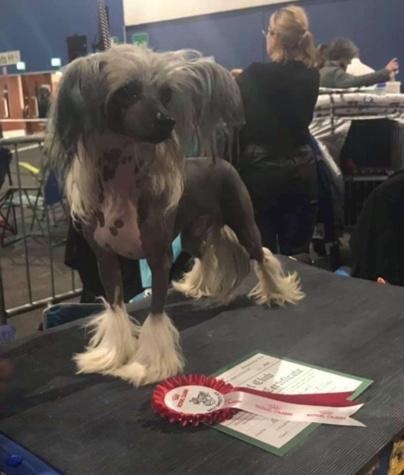 Ynchreenoo Dream A Dream avec Debrita