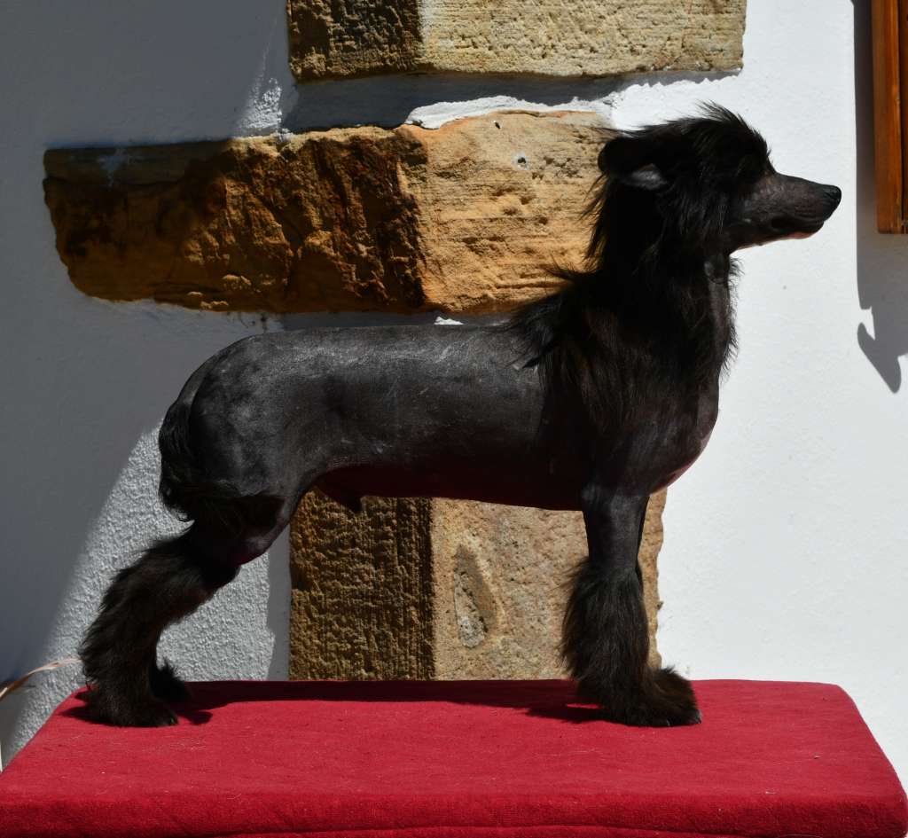 Little Dog Of Dream Orenzo