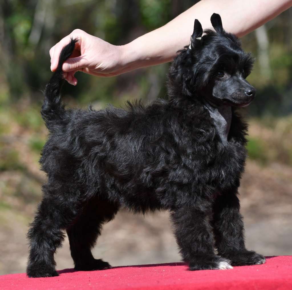 Little Dog Of Dream Oracio