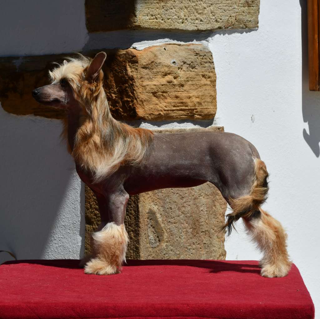 Little Dog Of Dream Olana