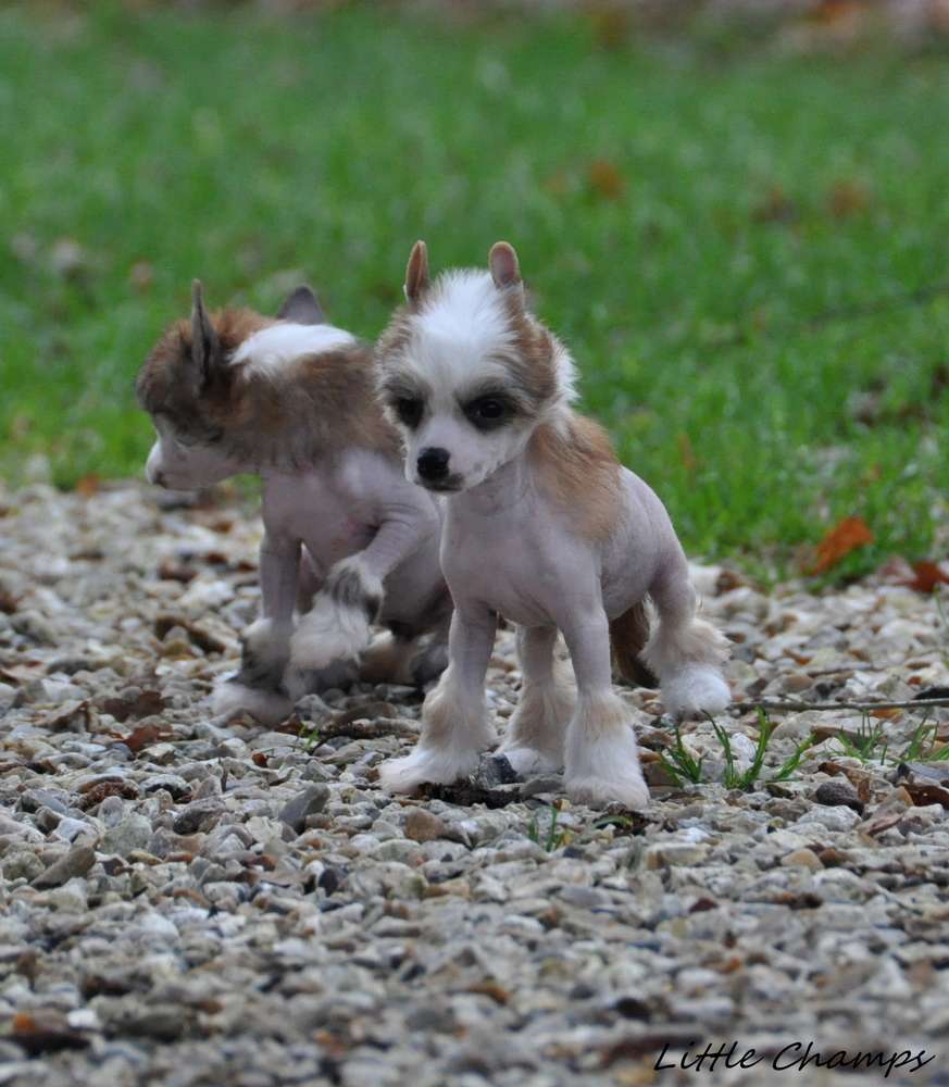 One more time Little Champs