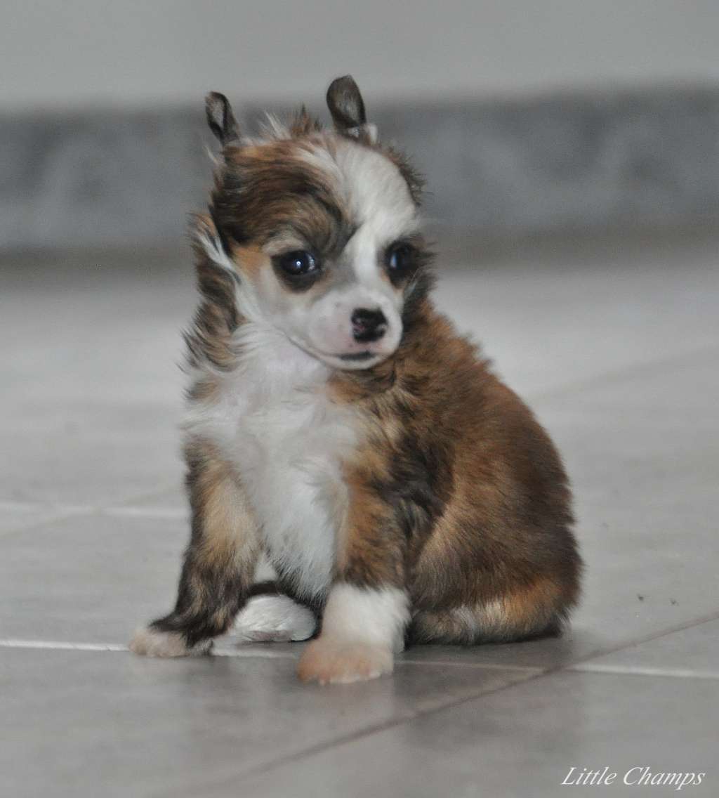 One and only Little Champs