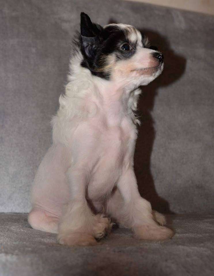 Jelly Bean Ipsi Grand