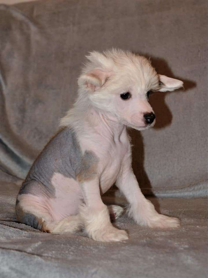 Joshua Diamond Ipsi Grand