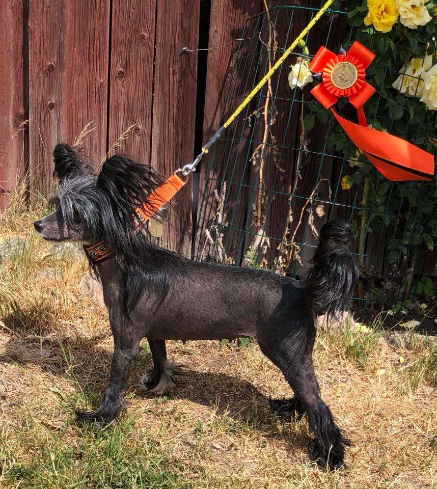 Dirty Dogs Sadie Magic Words