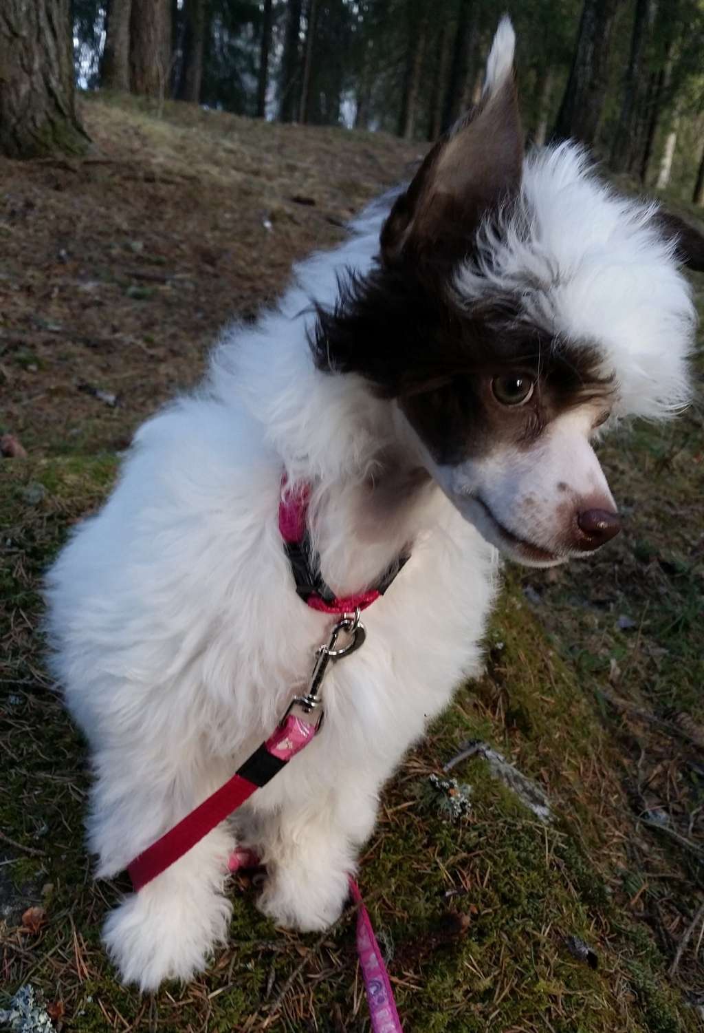 Bielka's Knock Out Girl