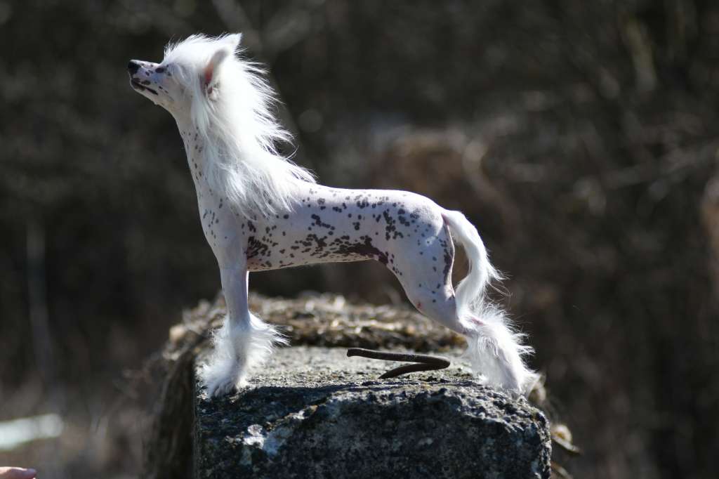 Rainbow Dash Winning Smile