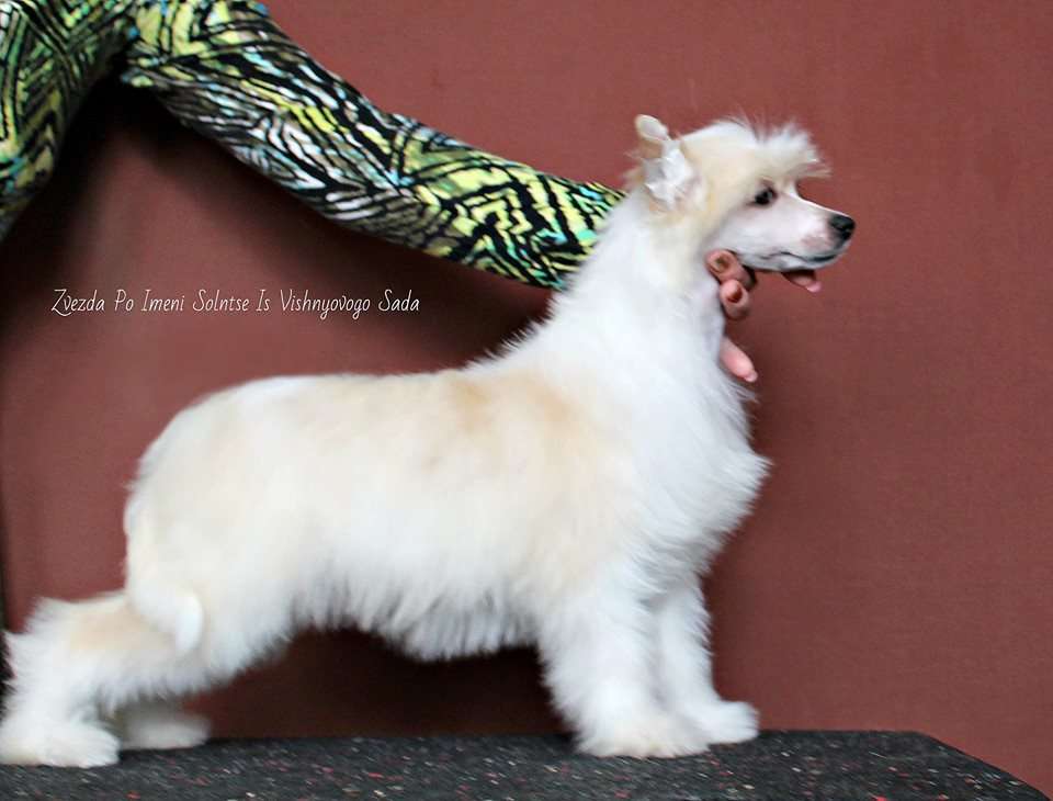 Zvezda Po Imeni Solntse  Is  Vishnyovogo Sada