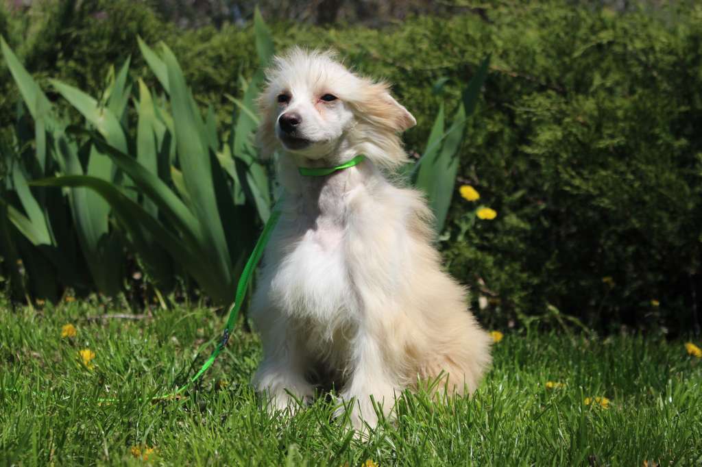 Your Pikachu de Fageiro