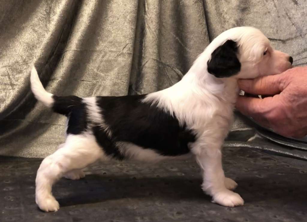 Prefix Queen Of The Catwalk