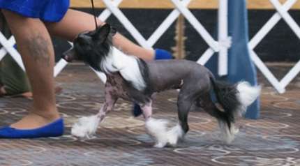 Carrera's Everywhere You Want To Be