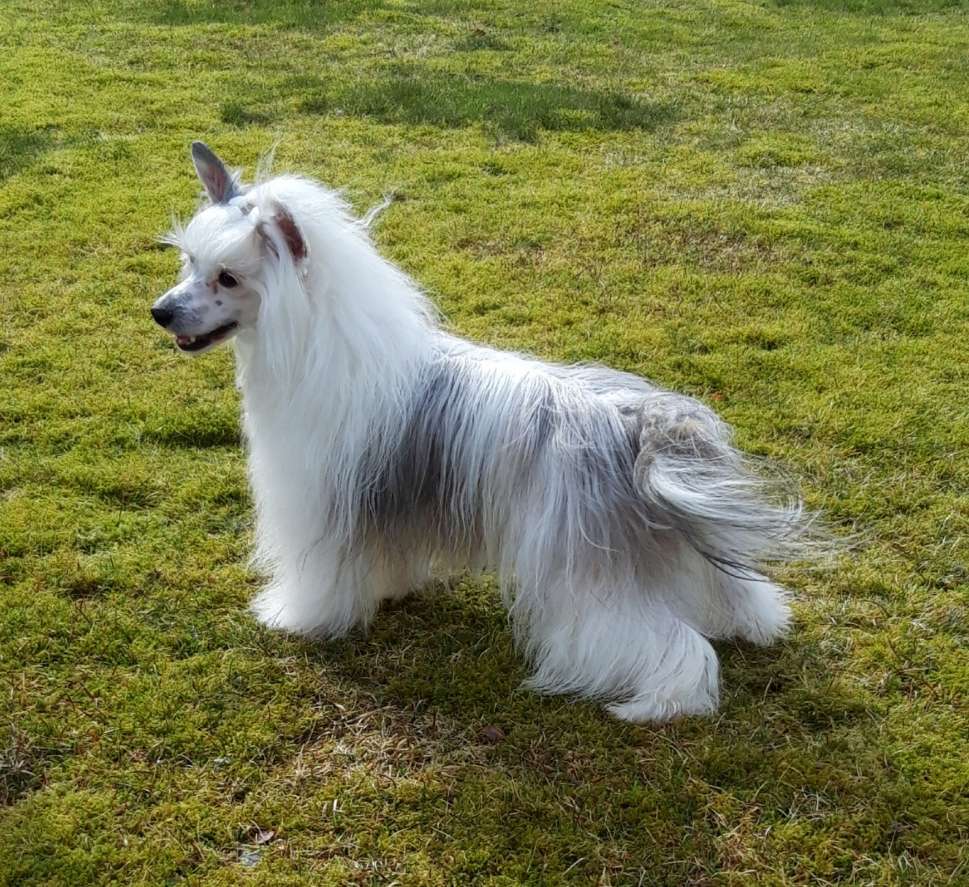 Krysolit Lord of the ring