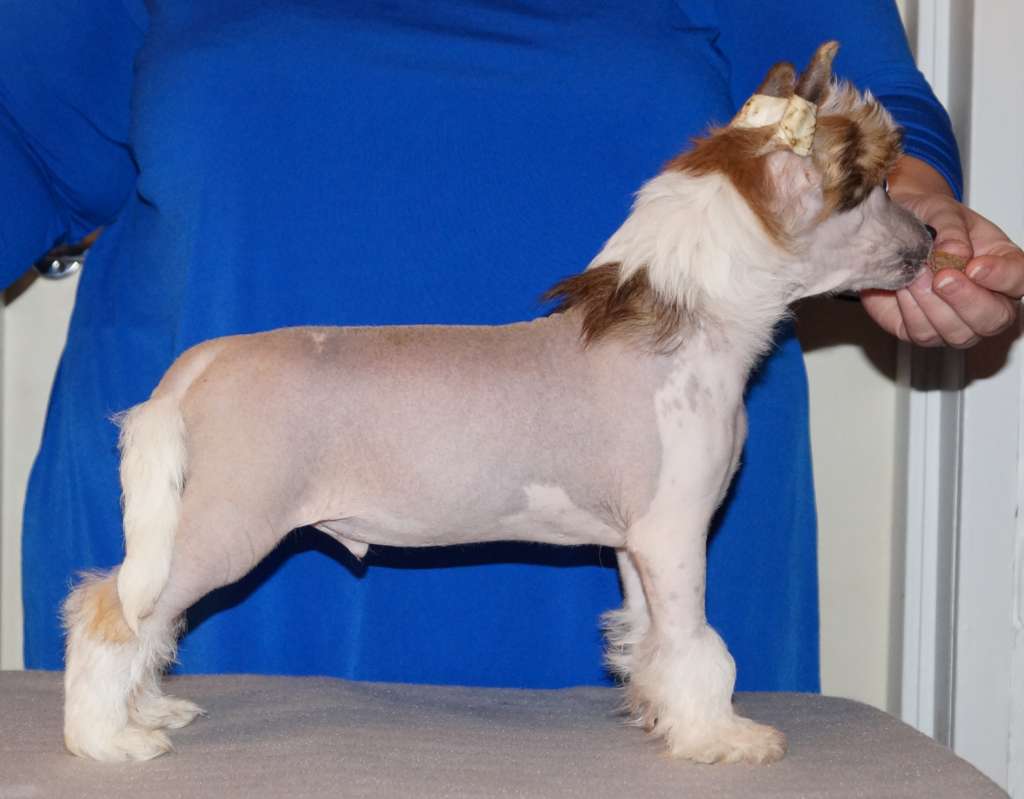 Sun Dan Painted Pony