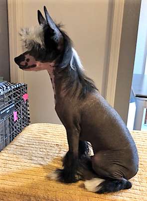 Carrera Sunlit My Little Pony