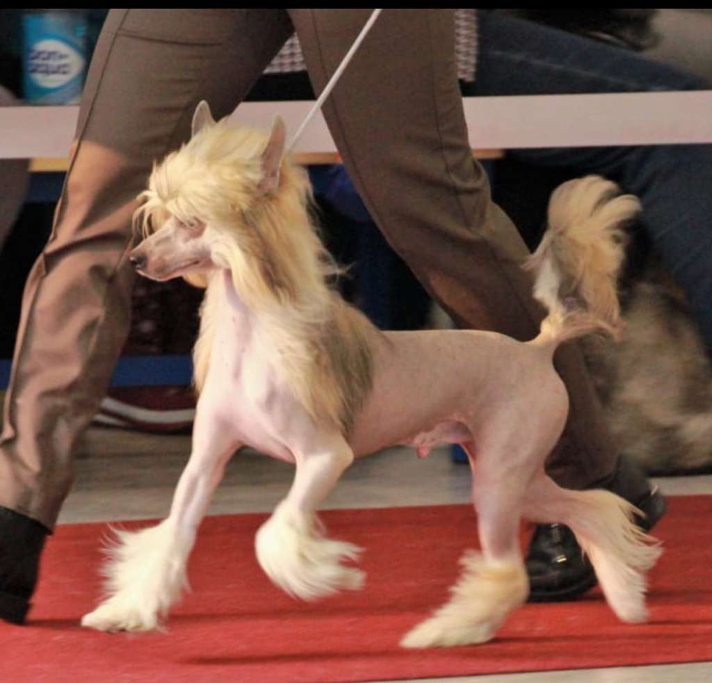 Hohlatiy glamour Dasti Daimond