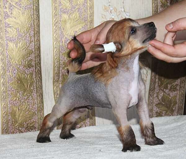 Hemankesh Molosos Gratzi