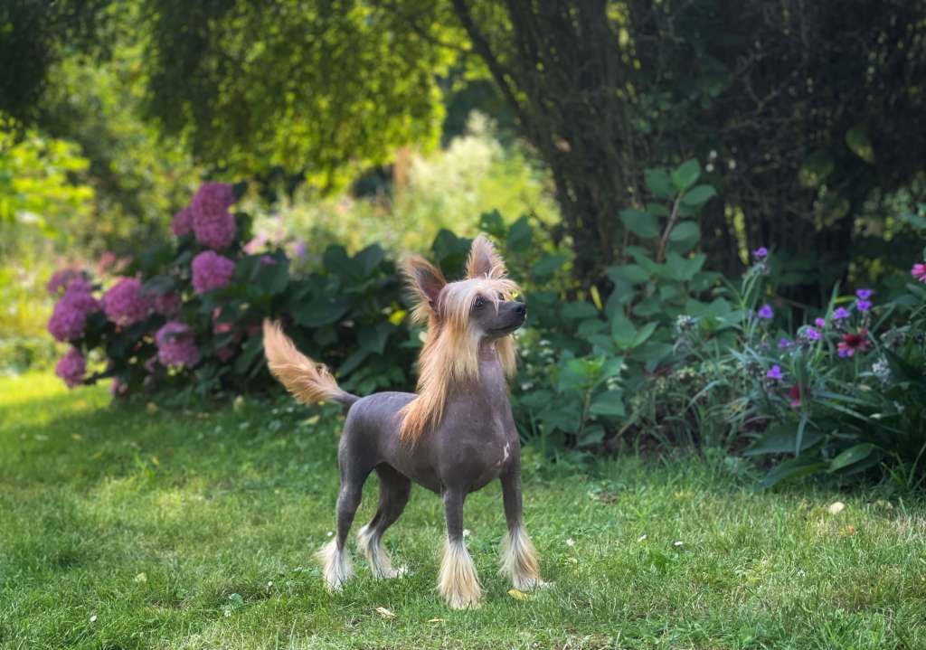 Hayriya Molosos Gratzi