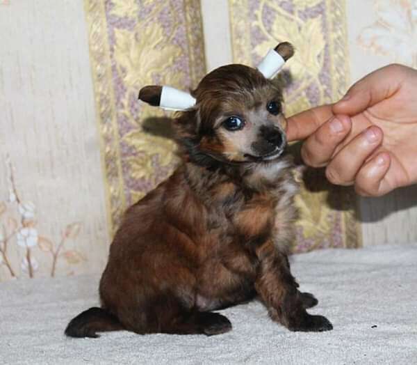 Hessa Molosos Gratzi