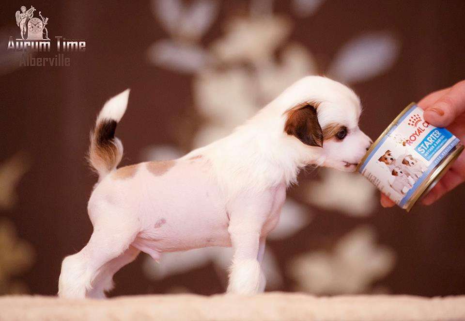 Aurum Time Albertville