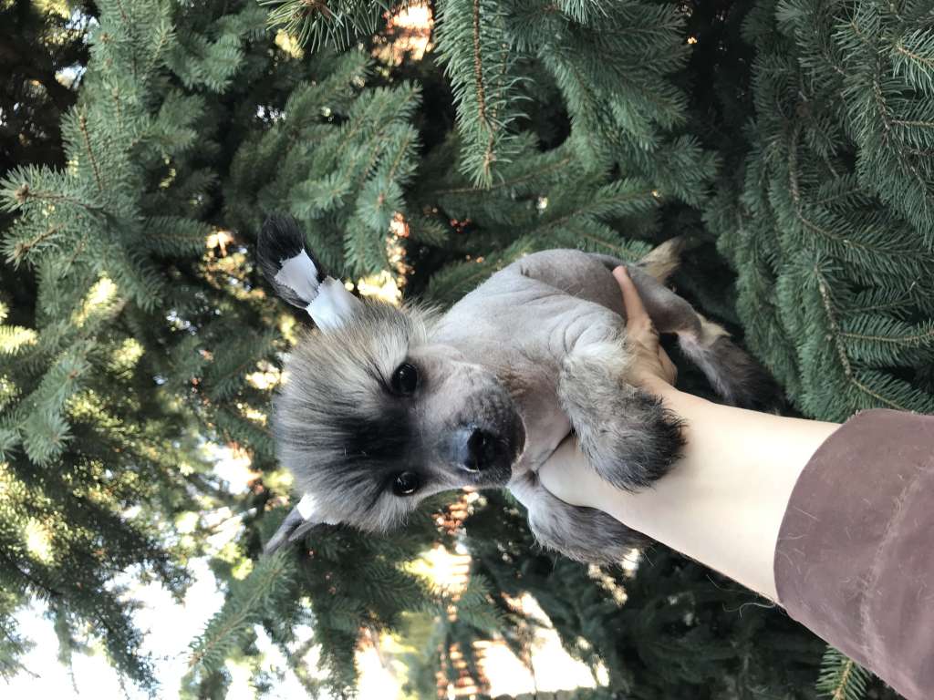 Golden Deer Hugo Boss