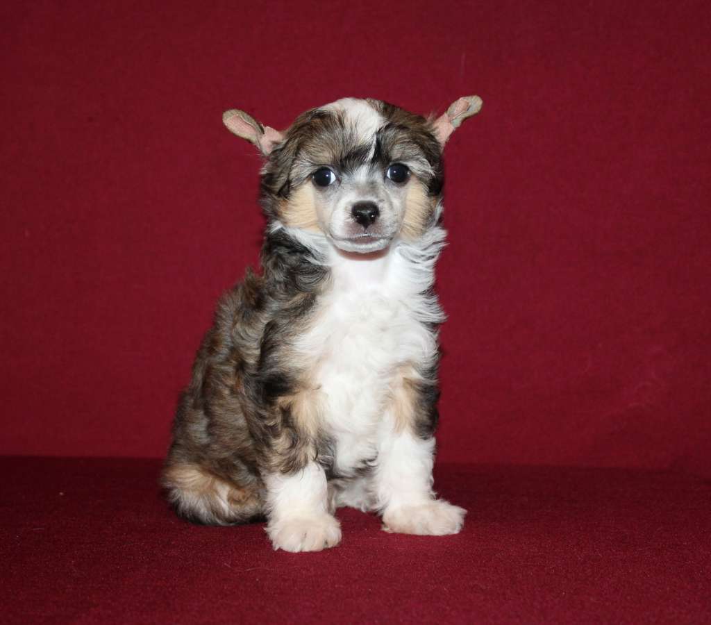 Charuyuschiy Soblazn Zhasmin