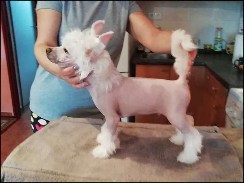 Goji Berries Avokaduh