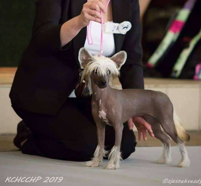 Gingerbread Avokaduh