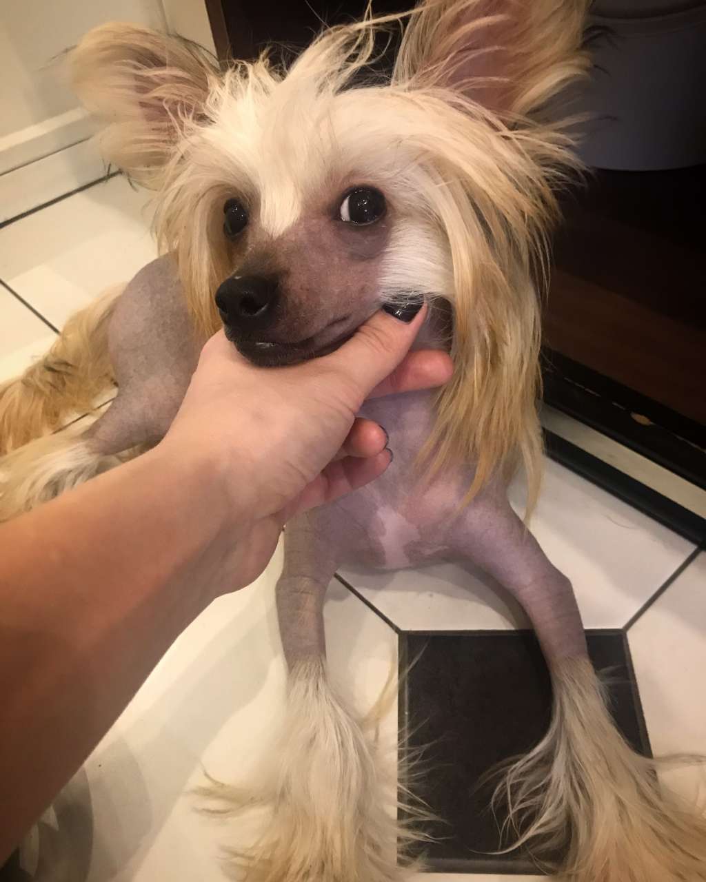 Shining Stardogs Bugatti