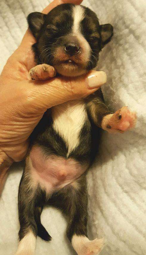 Holliwould Crestline Seeley