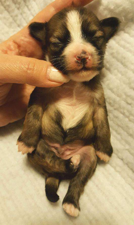 Holliwould Crestline McGee