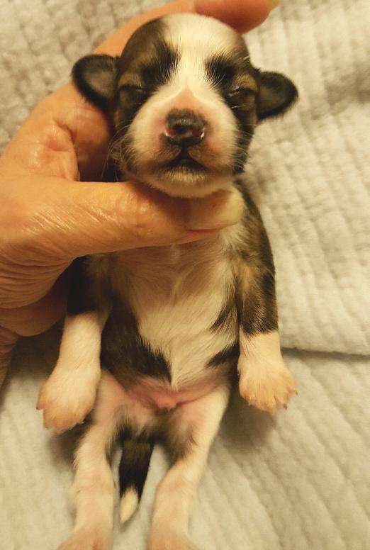 Holliwould Crestline Bilko